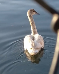 Cygnus olor