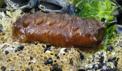 Cryptoconchus porosus