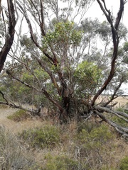 Eucalyptus angulosa