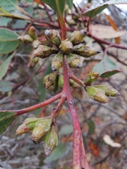Eucalyptus angulosa