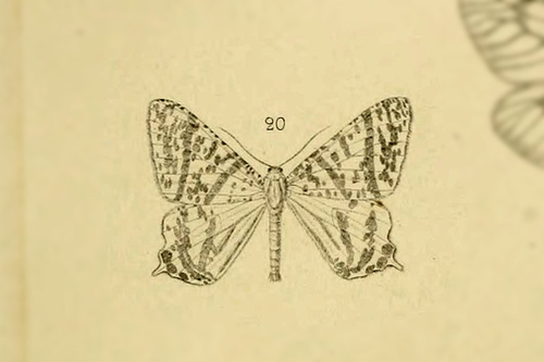 Ourapteryx kernaria