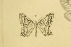 Ourapteryx kernaria