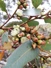 Eucalyptus angulosa