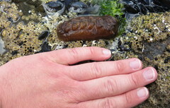 Cryptoconchus porosus