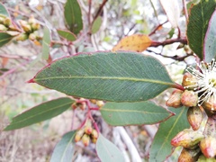 Eucalyptus angulosa