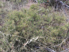 Hakea cygnus cygnus