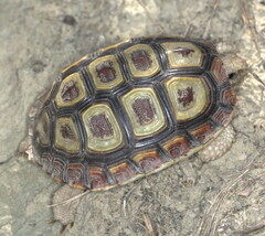 Homopus areolatus