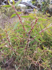 Hakea cygnus cygnus