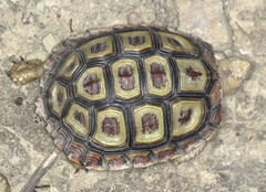 Homopus areolatus