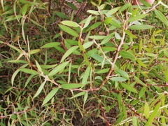 Hakea cygnus cygnus