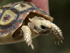 Homopus areolatus