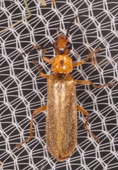 Rhagonycha triangulifera