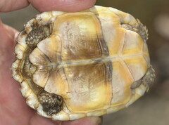 Homopus areolatus