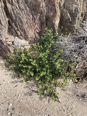 Mirabilis tenuiloba