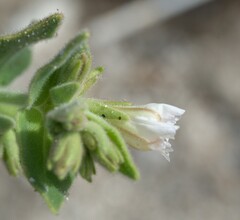 Mirabilis tenuiloba