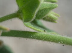 Mirabilis tenuiloba