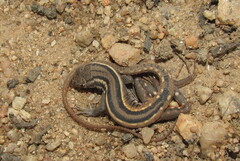 Pedioplanis lineoocellata