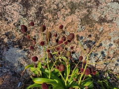 Eryngium sanguisorba
