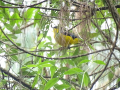 Anisognathus somptuosus