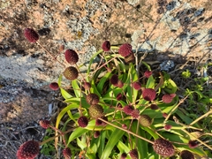 Eryngium sanguisorba