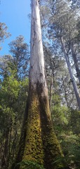 Eucalyptus regnans