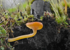 Loreleia marchantiae