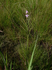 Galeandra styllomisantha