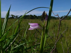 Galeandra styllomisantha