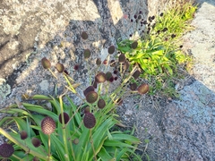 Eryngium sanguisorba