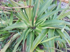 Eryngium sanguisorba