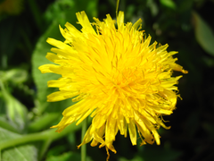 Sonchus brachyotus