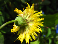 Sonchus brachyotus