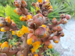 Dyckia encholirioides