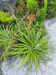 Dyckia encholirioides