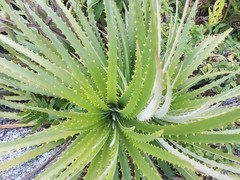 Dyckia encholirioides