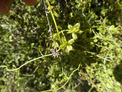 Scandia geniculata