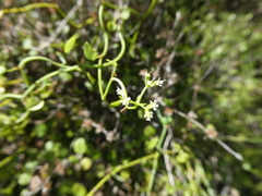Scandia geniculata