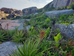 Dyckia encholirioides