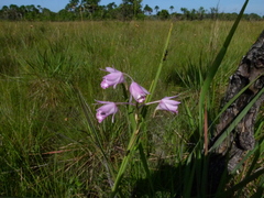 Galeandra styllomisantha