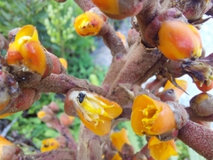 Dyckia encholirioides