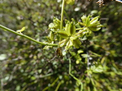 Scandia geniculata