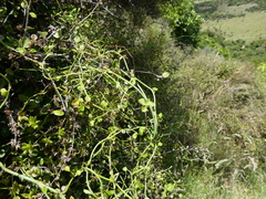 Scandia geniculata
