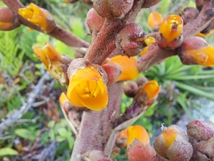 Dyckia encholirioides