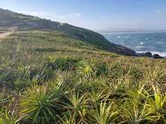 Dyckia encholirioides