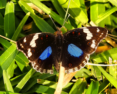 Junonia oenone oenone