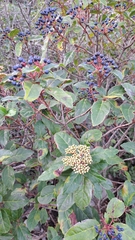 Viburnum tinus