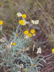 Leucochrysum albicans