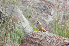 Pseudocordylus melanotus