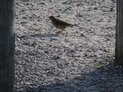 Turdus philomelos clarkei