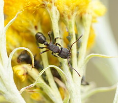 Rhytidoponera tasmaniensis